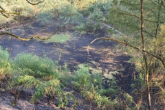 2022_07_25_waldbrand4