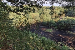 2022_07_25_waldbrand6