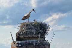 IMG_20230606_195132_1